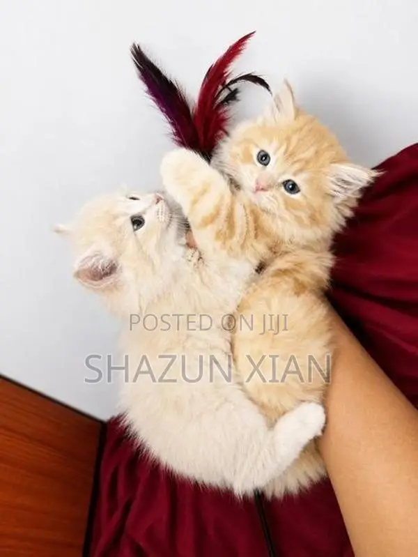 Pure Persian Kittens