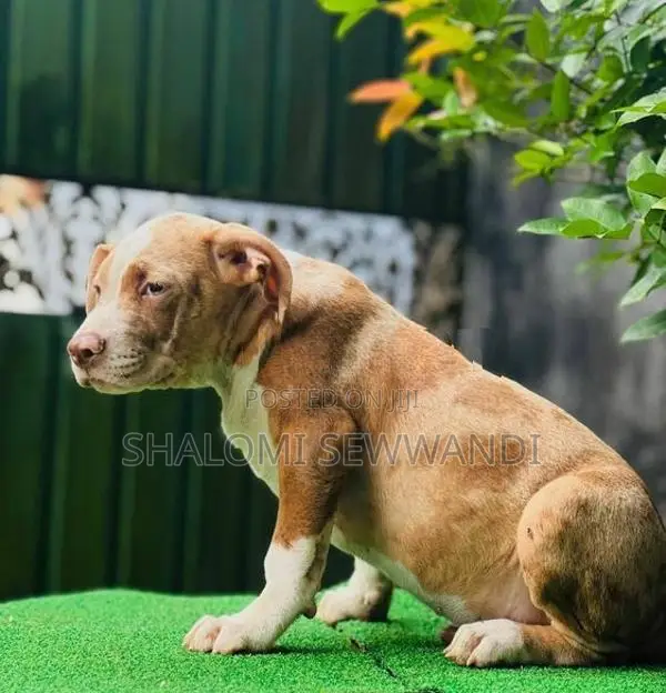 American Bully Female Puppy