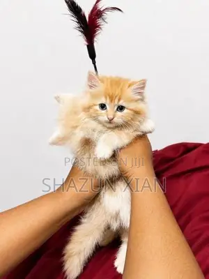 Pure Persian Kittens