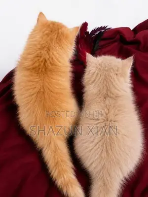 Pure Persian Kittens