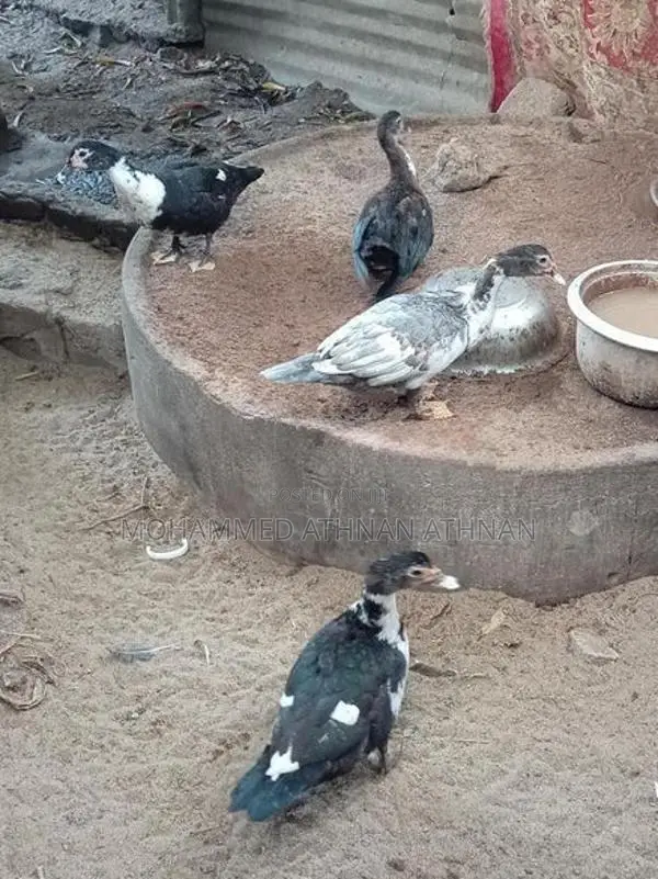 Farm Ducks