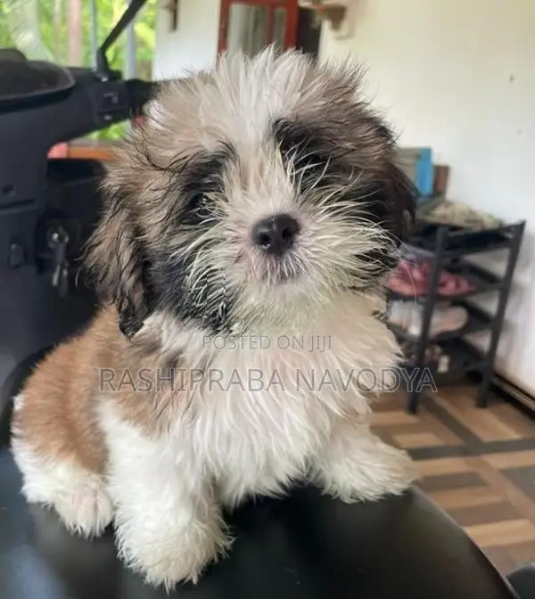 Shih Tzu Puppy