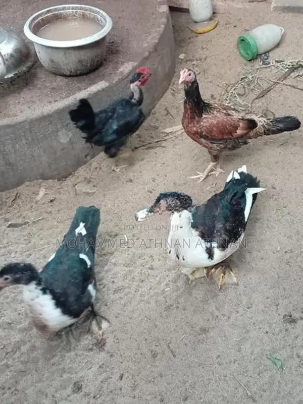Farm Ducks