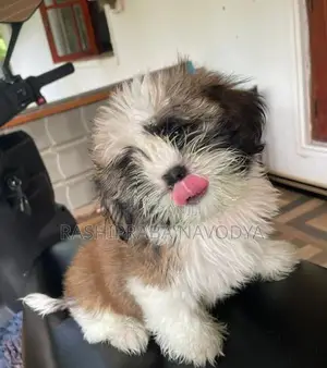 Shih Tzu Puppy