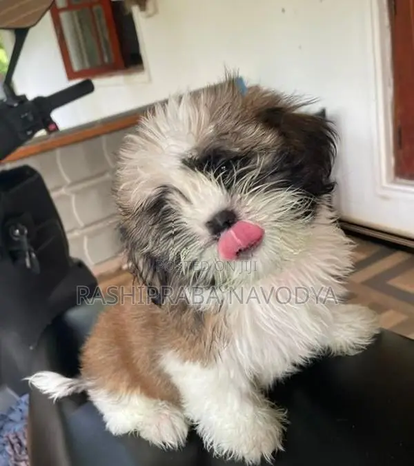 Shih Tzu Puppy