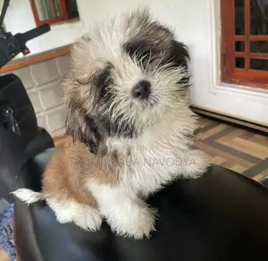 Shih Tzu Puppy