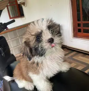 Shih Tzu Puppy
