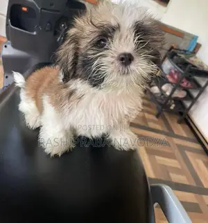 Shih Tzu Puppy