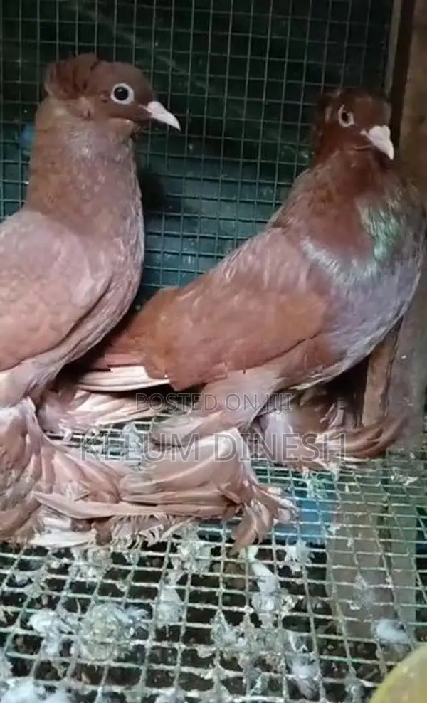 Pigeon