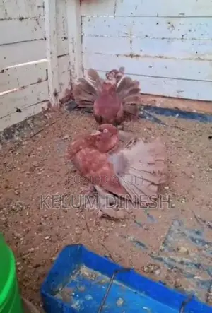 Pigeon
