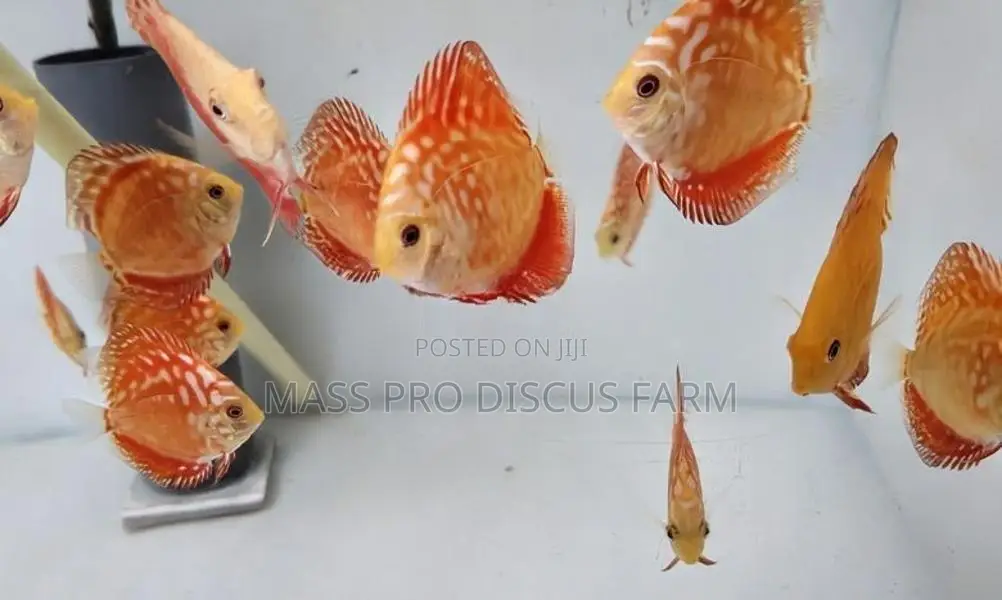 Red Panda Discus Fish