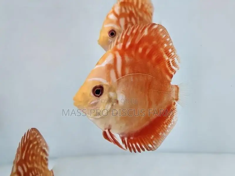 Red Panda Discus Fish