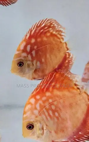 Red Panda Discus Fish