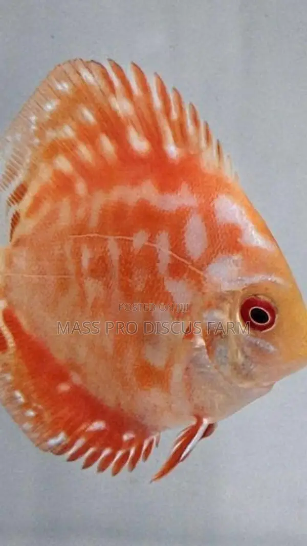 Red Panda Discus Fish