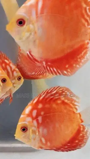 Red Panda Discus Fish
