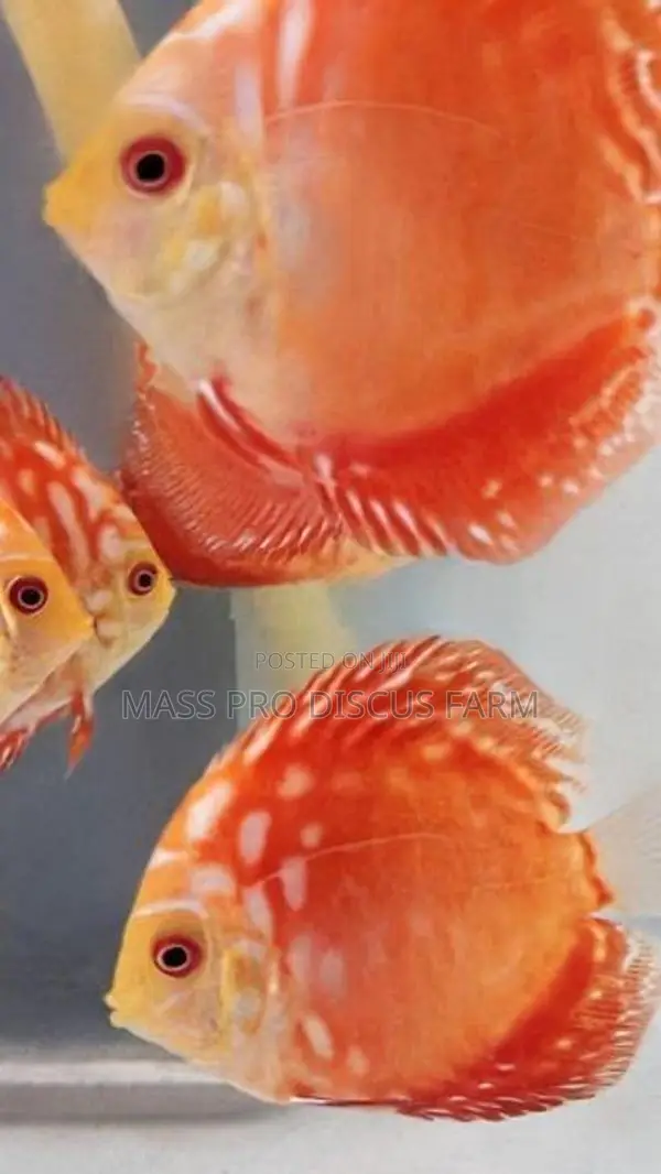 Red Panda Discus Fish