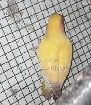 African Love Birds