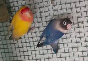 African Love Birds
