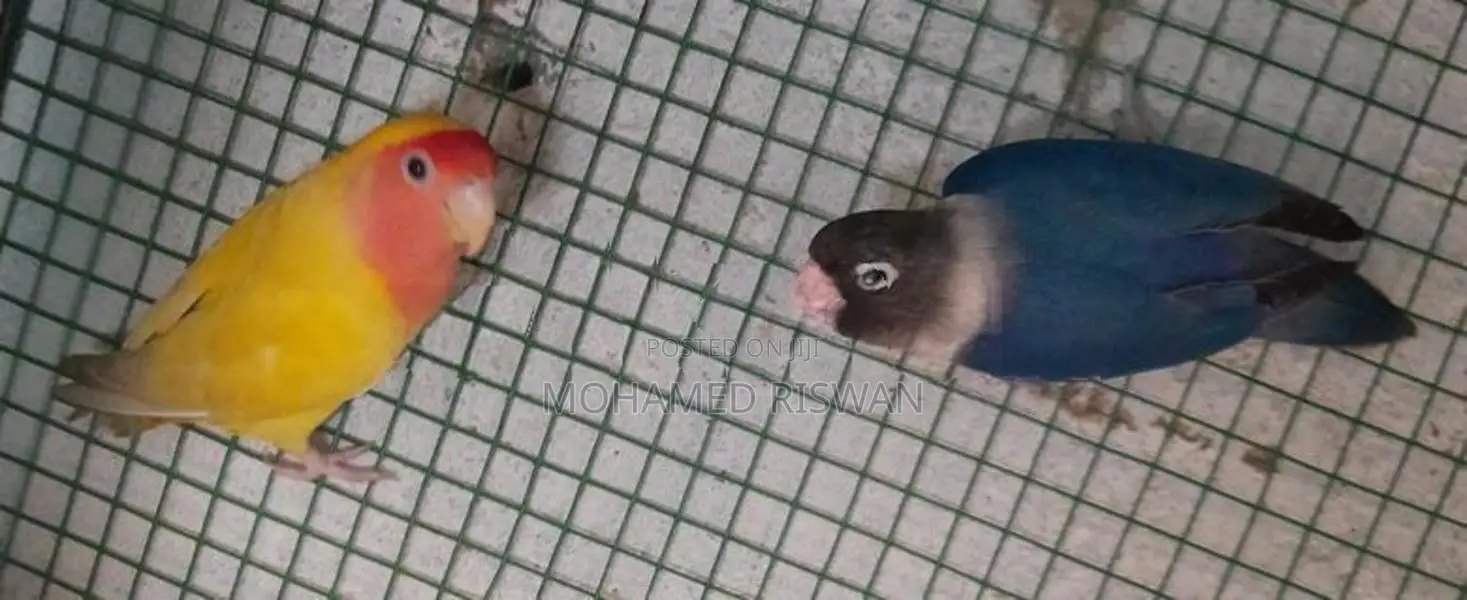African Love Birds