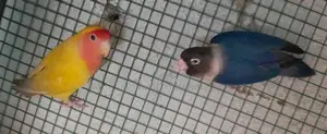 African Love Birds