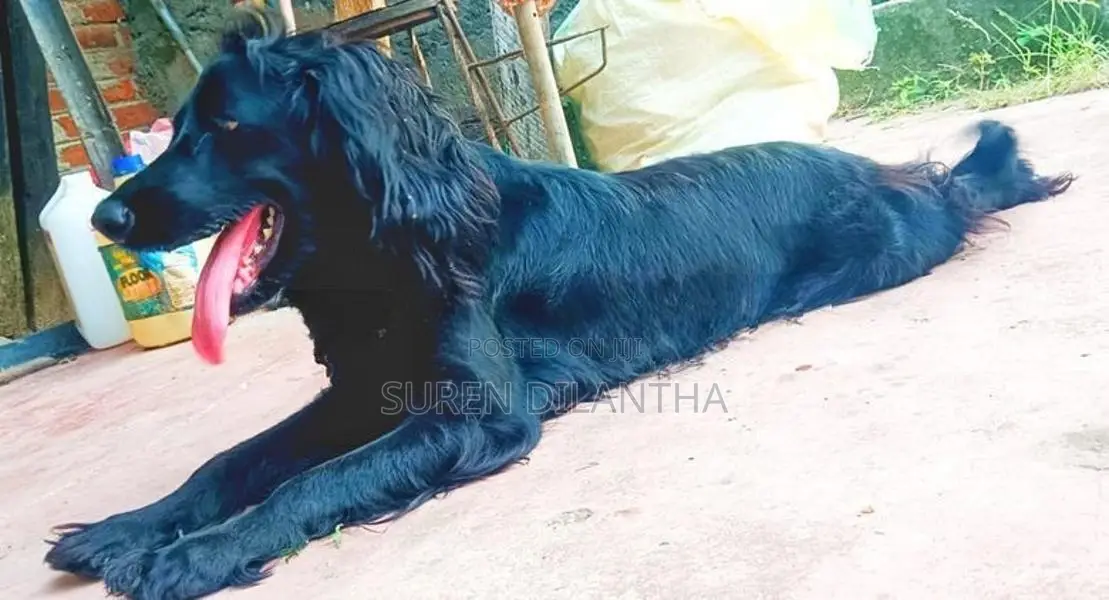 Cocker Spaniel