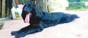 Cocker Spaniel