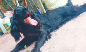 Cocker Spaniel