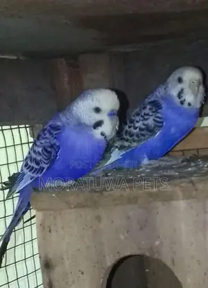 Love Birds