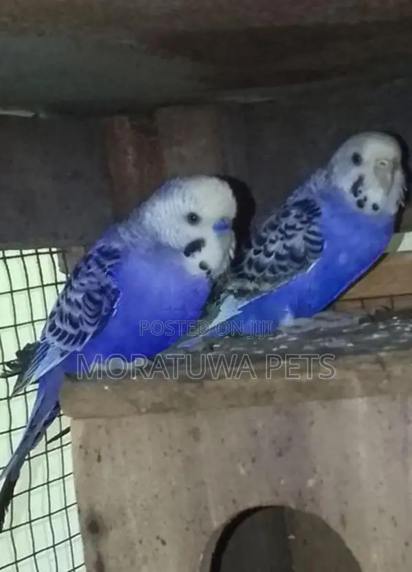 Love Birds