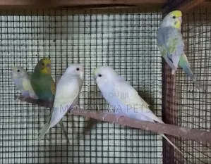 Love Birds
