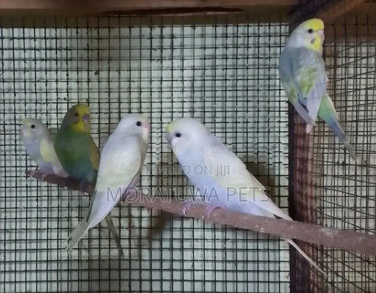 Love Birds