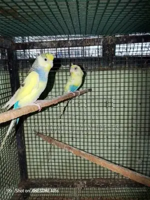 Love Birds