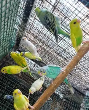 Love Birds