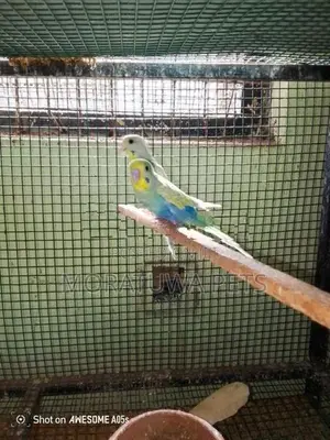 Love Birds