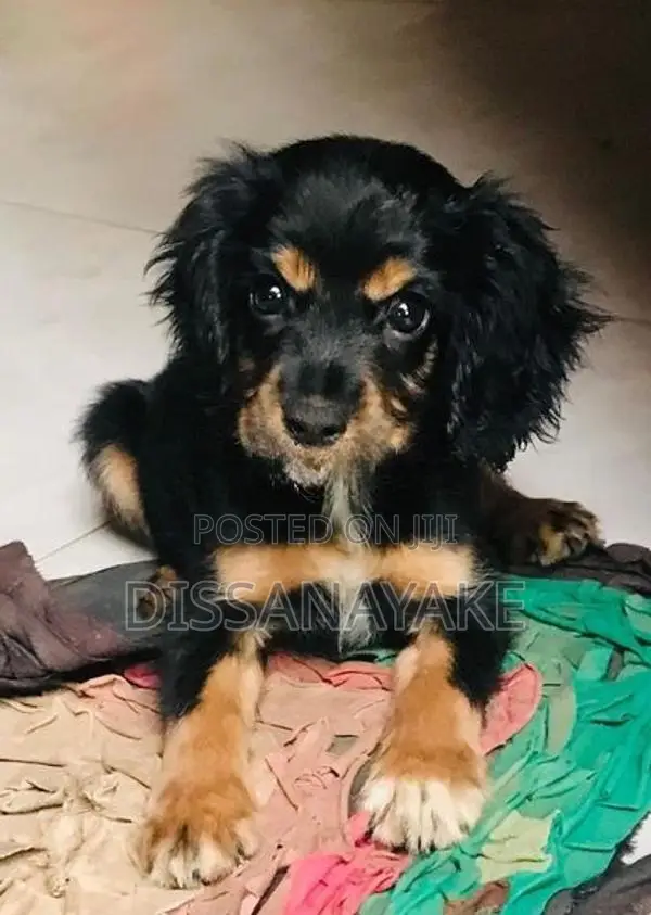 Cocker Spaniel Puppy