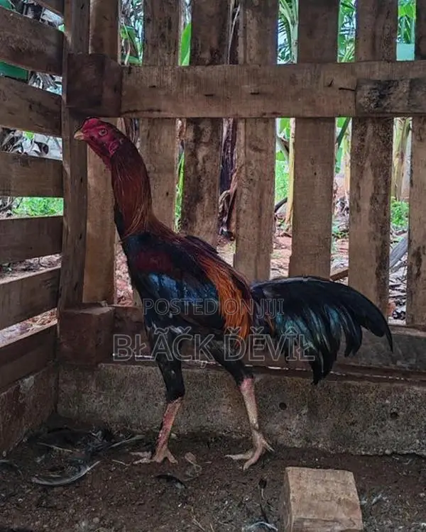 Velladiyan Rooster