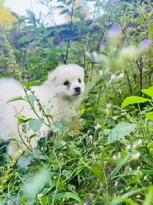 Lion Pomeranian