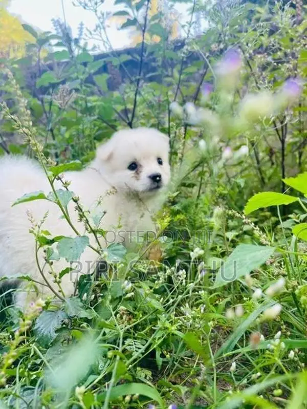 Lion Pomeranian
