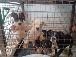 American Bully Puppies