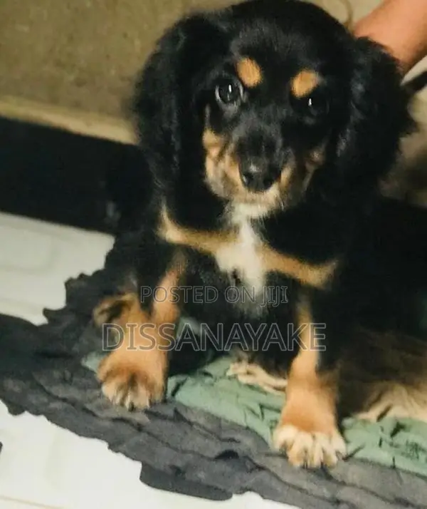 Cocker Spaniel Puppy