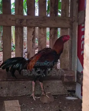 Velladiyan Rooster