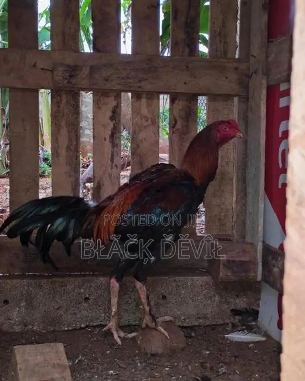Velladiyan Rooster