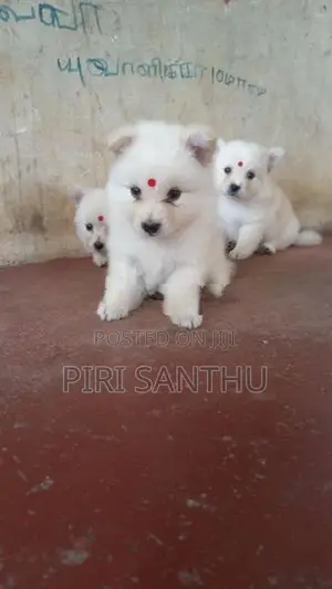 Lion Pomeranian