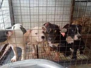 American Bully Puppies