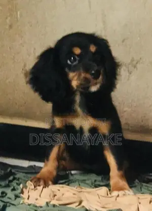Cocker Spaniel Puppy