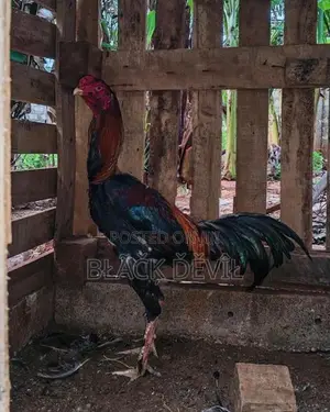Velladiyan Rooster