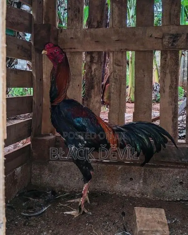 Velladiyan Rooster