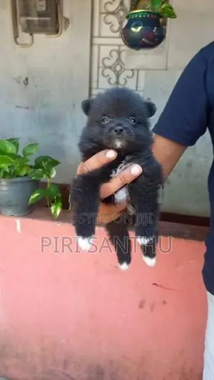 Lion Pomeranian