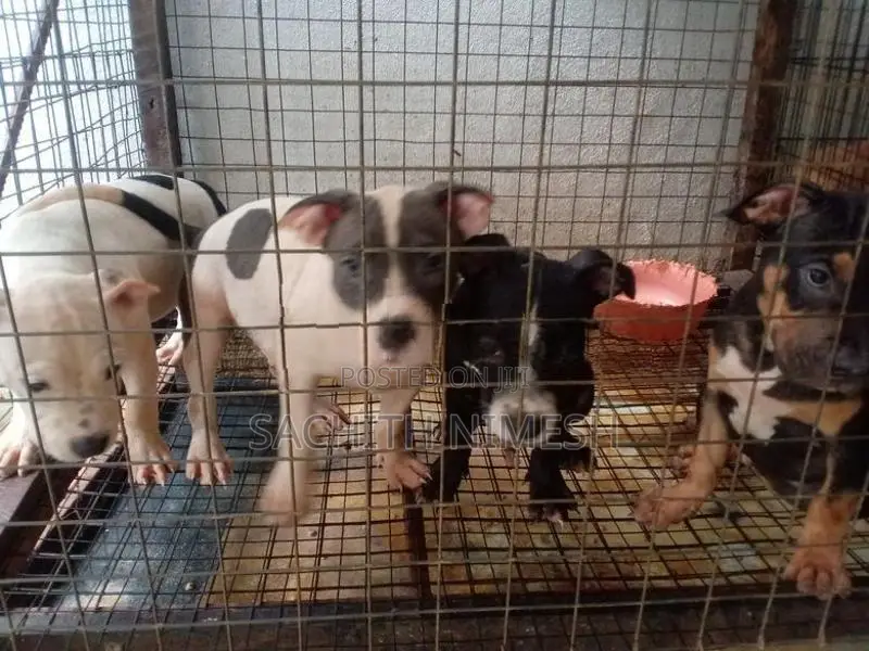 American Bully Puppies