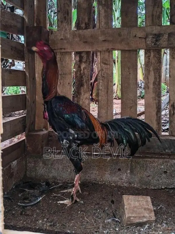 Velladiyan Rooster